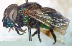 Ornidia obesa