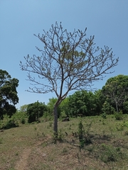 Zanthoxylum kellermanii