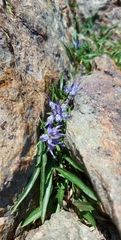 Phyteuma serratum