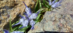 Phyteuma serratum
