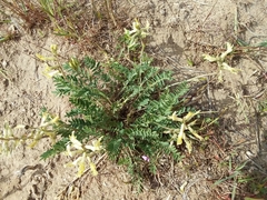 Astragalus eremiticus