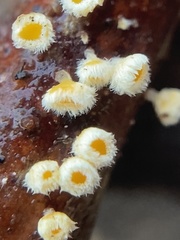 Lachnellula resinaria