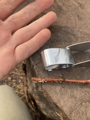 Lachnellula resinaria