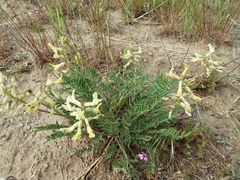 Astragalus eremiticus