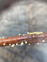 Lachnellula resinaria