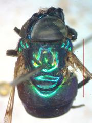 Ornidia obesa