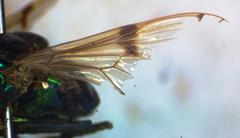 Ornidia obesa
