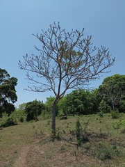 Zanthoxylum kellermanii