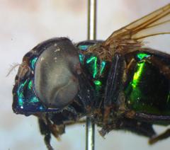 Ornidia obesa