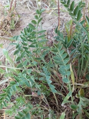 Astragalus eremiticus