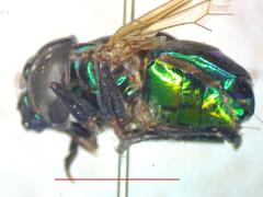 Ornidia obesa