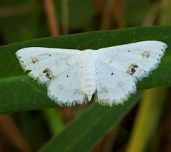 Scopula lautaria