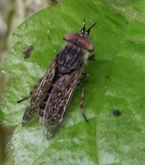 Haematopota pluvialis