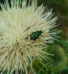 Trichiotinus lunulatus