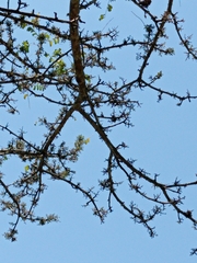 Zanthoxylum kellermanii