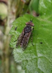 Haematopota pluvialis