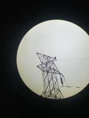 Milvus migrans formosanus