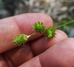 Carex reniformis