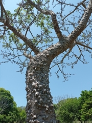 Zanthoxylum kellermanii