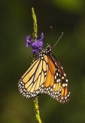 Danaus plexippus