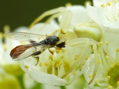 Sphegina