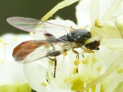 Sphegina