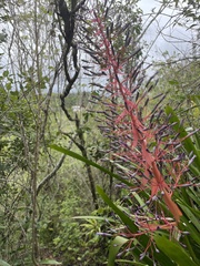 Portea petropolitana
