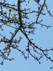 Zanthoxylum kellermanii