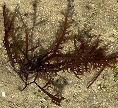 Chondracanthus teedei