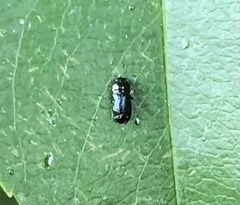 Mastogenius subcyaneus