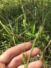 Carex microdonta