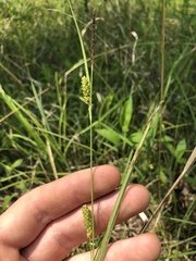 Carex microdonta