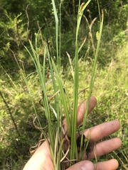 Carex microdonta