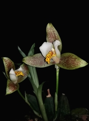 Lycaste deppei