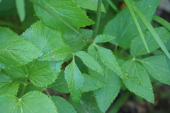 Zizia trifoliata