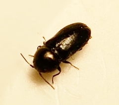 Mastogenius subcyaneus
