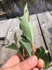 Salix pulchra