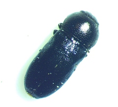 Mastogenius subcyaneus