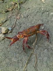 Hypolobocera bouvieri