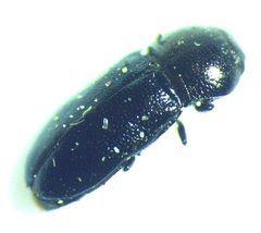 Mastogenius subcyaneus
