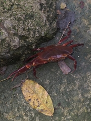 Hypolobocera bouvieri