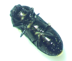 Mastogenius subcyaneus