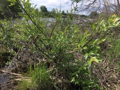 Salix pulchra