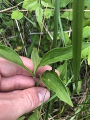 Rudbeckia terranigrae