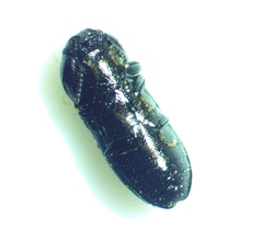 Mastogenius subcyaneus