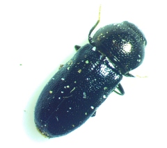 Mastogenius subcyaneus