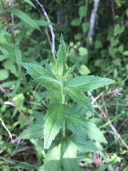 Brickellia eupatorioides texana