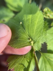 Dasineura crataegibedeguar