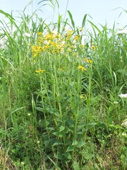 Verbesina helianthoides