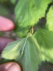 Dasineura crataegibedeguar